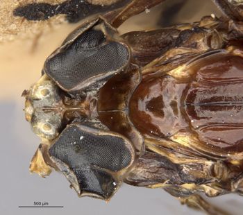 Media type: image;   Entomology 11222 Aspect: head dorsal view